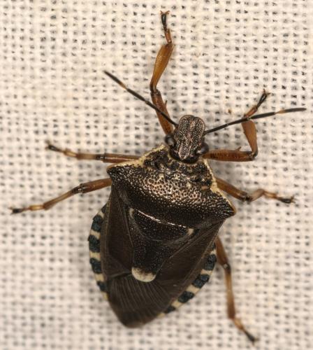 Pinthaeus sanguinipes